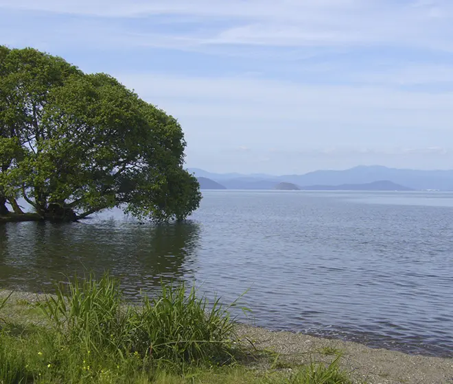 穏やかな湖畔の風景。青く広がる湖面と岸辺の木が映える、滋賀・琵琶湖周辺の自然の美しさを感じさせる景観。